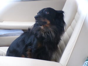 KODAK Digital Still Camera